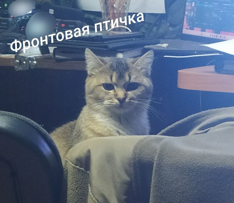  ,       :
