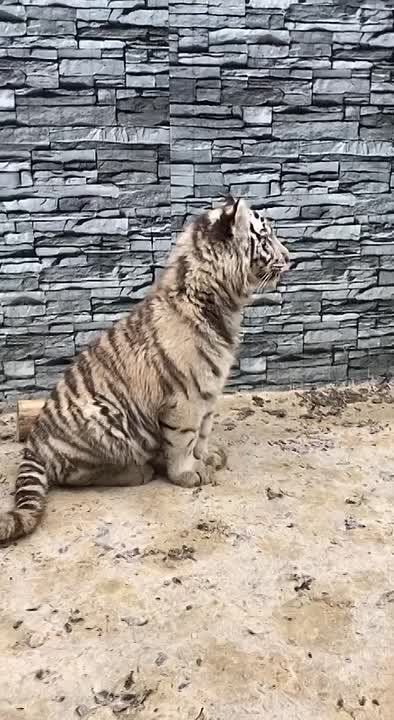 ..      
