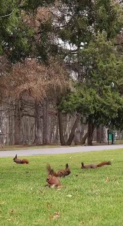 Видеофакт.. В харьковском Парке Горького природа берёт своё, невзирая ни на что