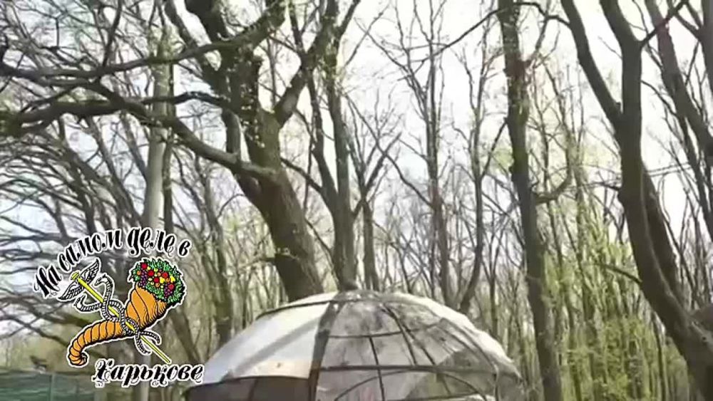 Просто выпускают птиц в Экопарке