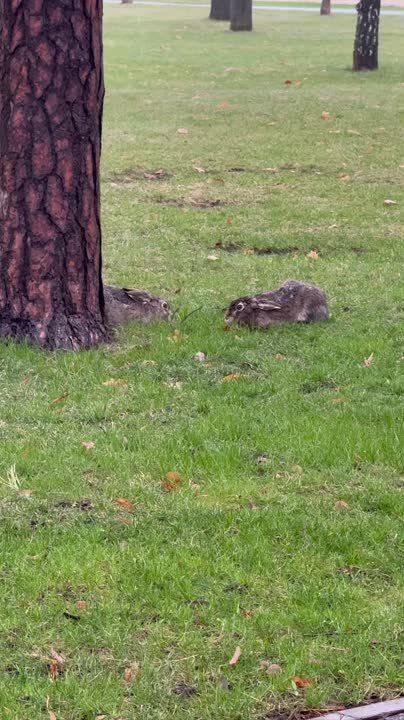Просто вот вам в ленту заенек из ЦПКиО им. Горького