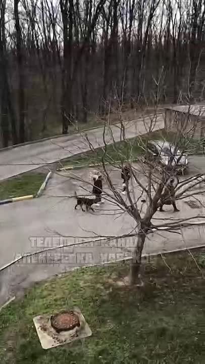 Ушли несолоно хлебавши.. Алексеевка, наши дни