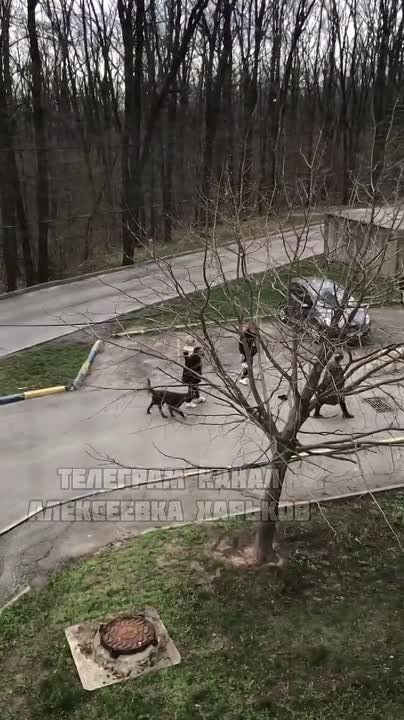 В Харькове прохожие смогли отбить мужика из лап ТЦКшников, которые в итоге трусливо свалили в закат