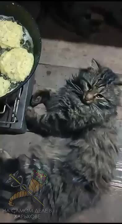 Кирпичик на вахте.. Сначала драники давай, а потом доклад