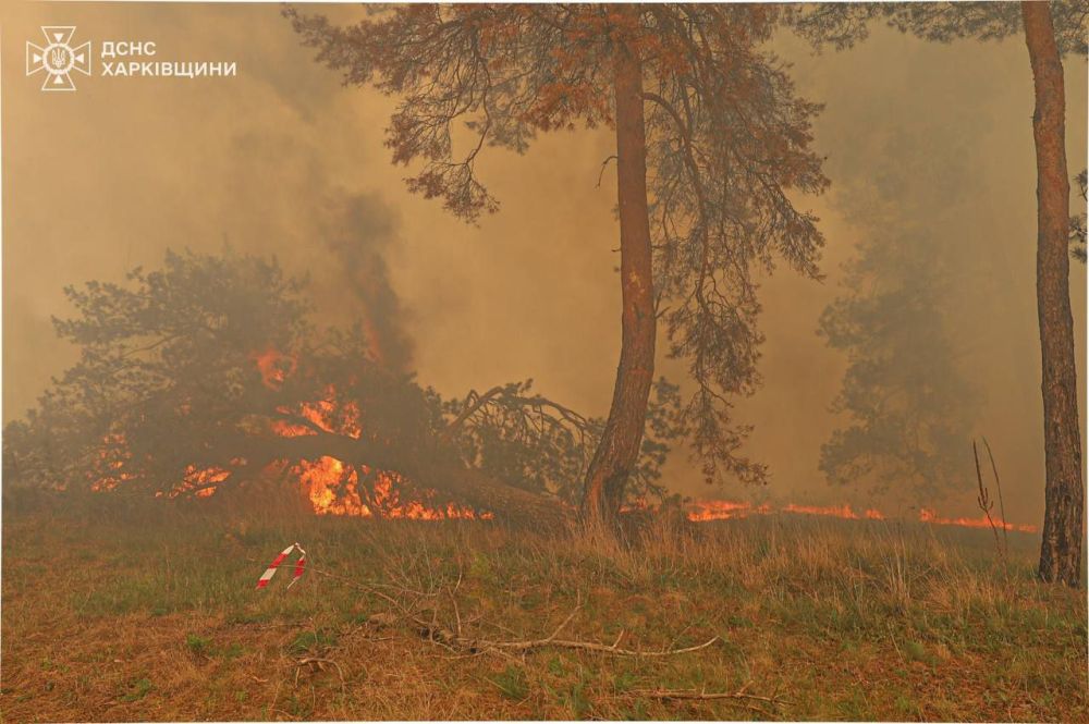 Пожар в Балаклее накрыл площадь более 400 гектар
