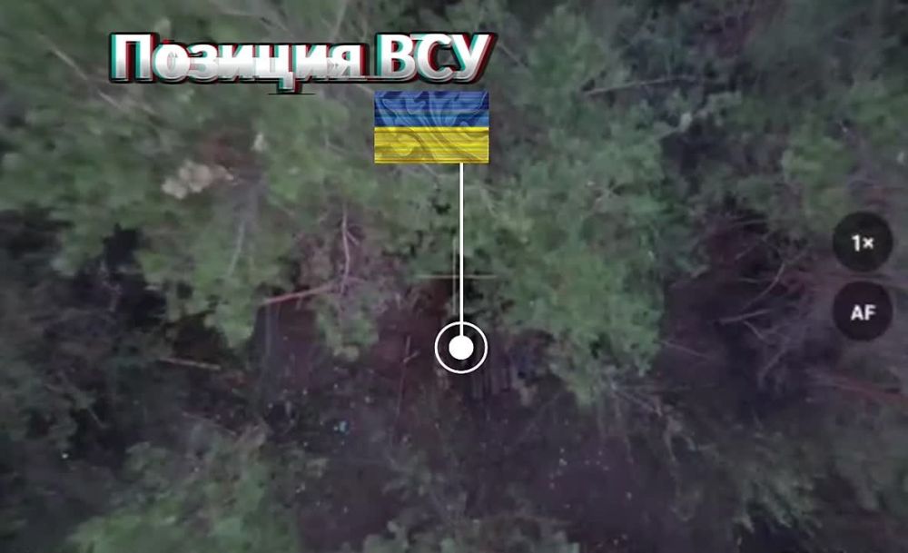 Помогли разжечь костер. Расчеты БпЛА 41 мсп 44 АК выжигают укрытия боевиков ВСУ в лесопосадках Харьковской области