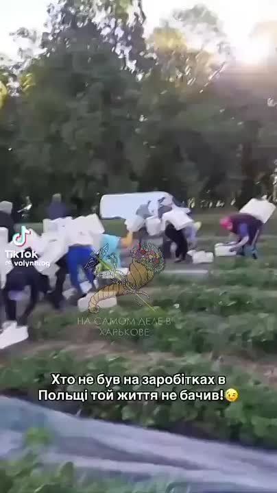 "Кто не был на заработках в Польше, тот жизни не видал"