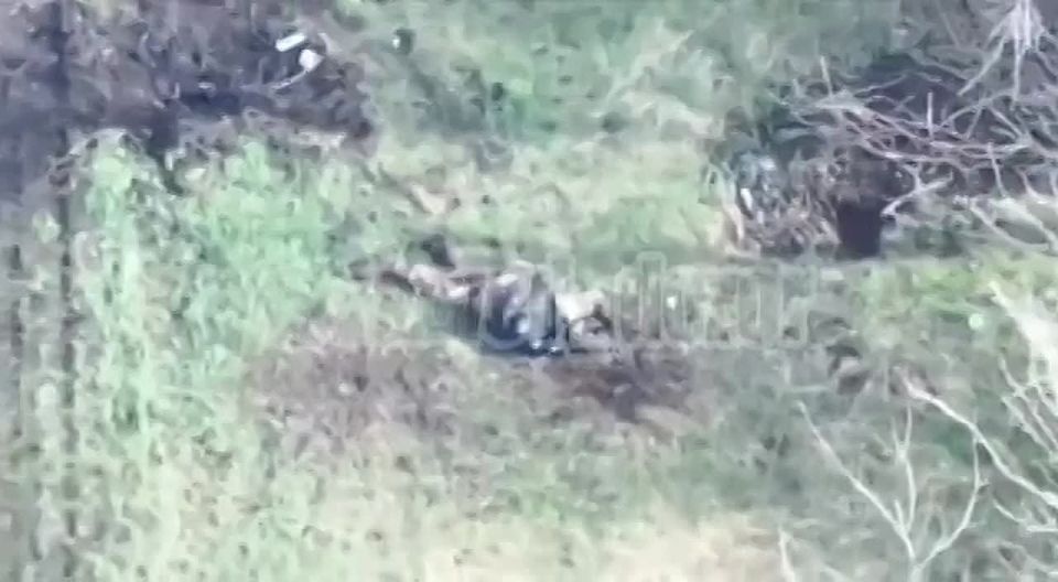 Сброс с коптера по группе украинских пехотинцев на Купянском направлении