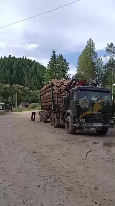 После нас хоть потоп. Пока по всей Украине царит бардак и хаос, в Карпатах ударными темпами уничтожают леса