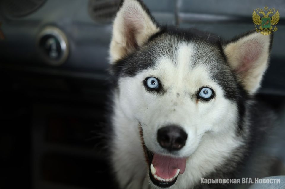 Десятки автомобилей мирных жителей, бесчисленное количество гуманитарных миссий с необходимой помощью для населения Харьковской области и сотни жизней людей были спасены благодаря действиям военнослужащих российской армии... Десятки автомобилей мирных жителей, бесчисленное количество гуманитарных миссий с необходимой помощью для населения Харьковской области и сотни жизней людей были спасены благодаря действиям военнослужащих российской армии...