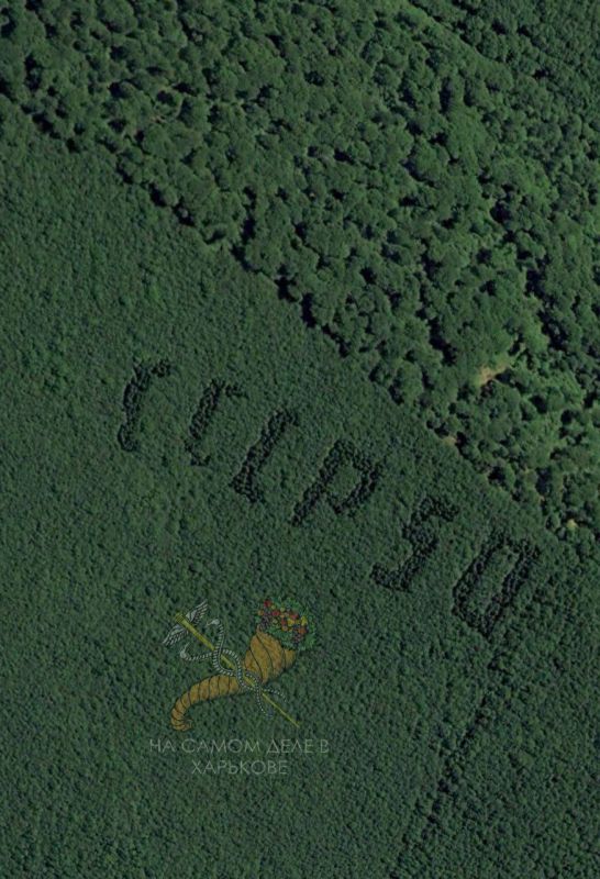 В СССР было популярным высаживать деревья в лесах в форме слов «ЛЕНИН» или «ОКТЯБРЬ» В СССР было популярным высаживать деревья в лесах в форме слов «ЛЕНИН» или «ОКТЯБРЬ»