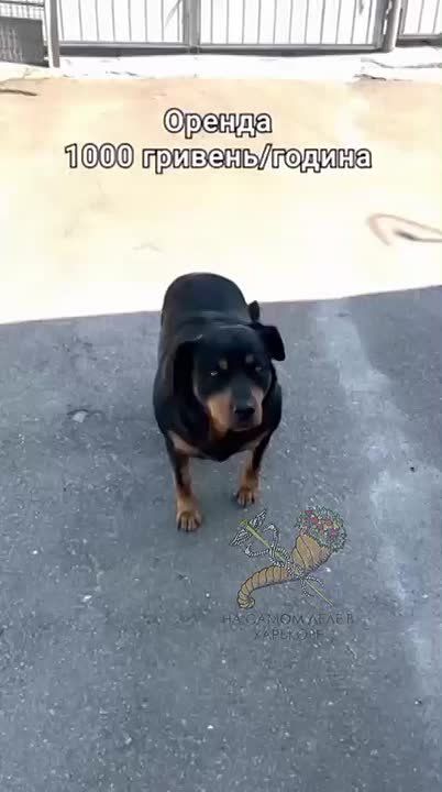   .             