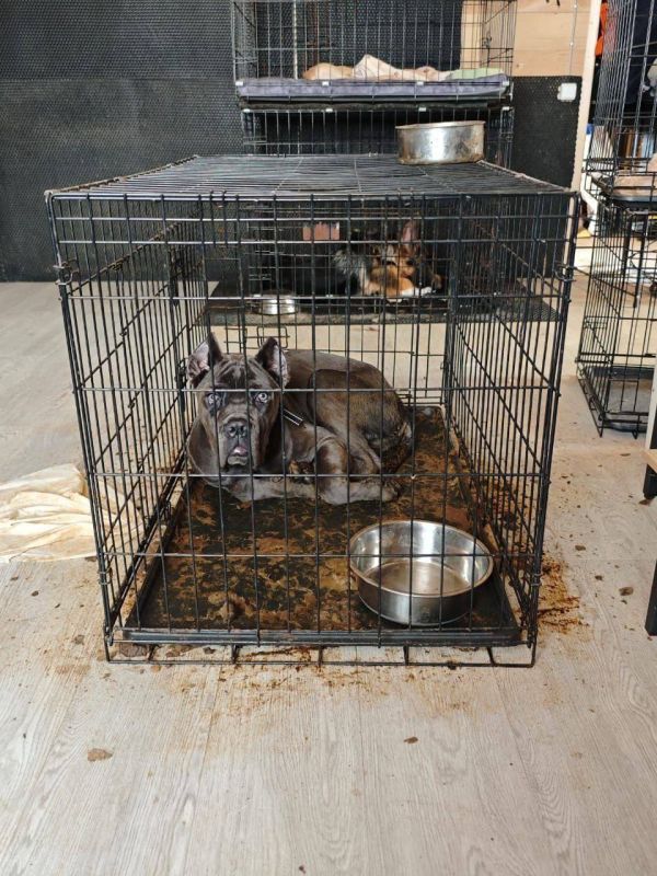 Клиенты подмосковной передержки для собак пожаловались на жестокое обращение с животными Клиенты подмосковной передержки для собак пожаловались на жестокое обращение с животными