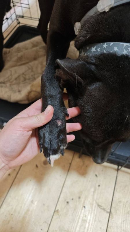 Клиенты подмосковной передержки для собак пожаловались на жестокое обращение с животными Клиенты подмосковной передержки для собак пожаловались на жестокое обращение с животными