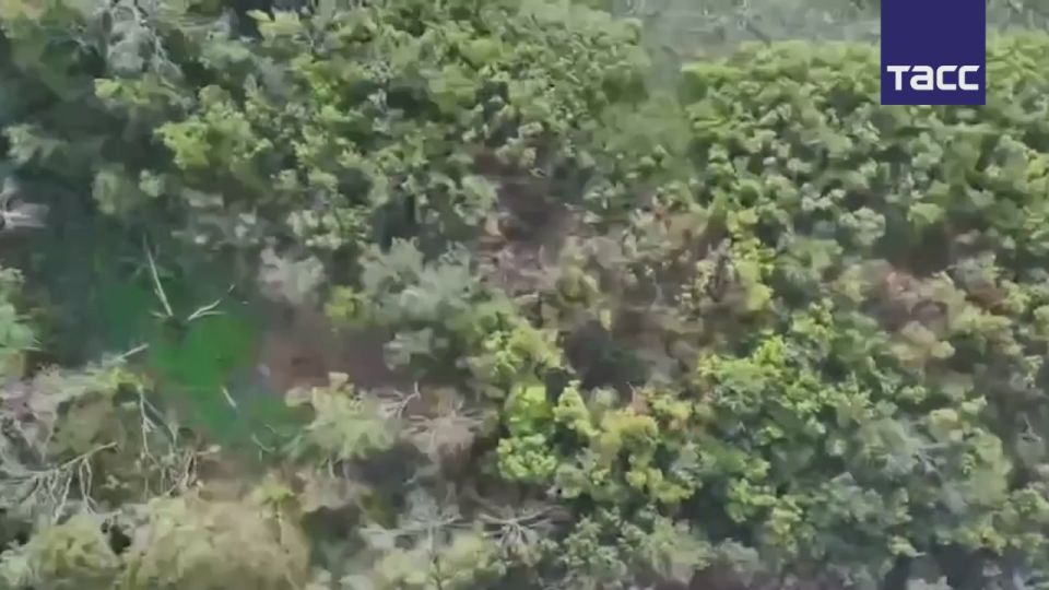 Украинские военные у Боровской Андреевки Харьковской области сдались в плен ВС РФ благодаря агитационным листовкам