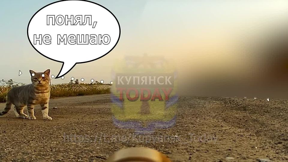Купянское направление. Наш FPV- дрон повстречал кота,никто не пострадал