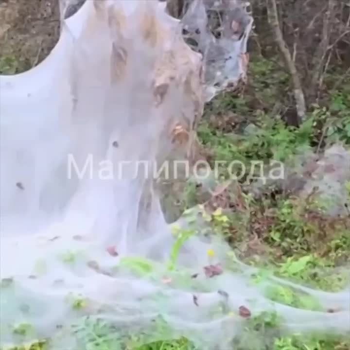 Большими слоями паутины покрылись леса в Приморье