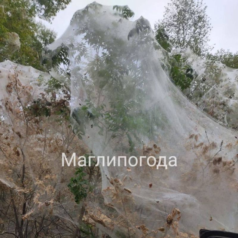 Большими слоями паутины покрылись леса в Приморье Большими слоями паутины покрылись леса в Приморье