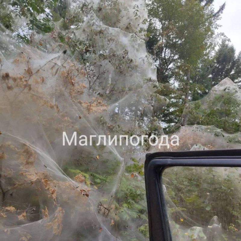 Большими слоями паутины покрылись леса в Приморье Большими слоями паутины покрылись леса в Приморье