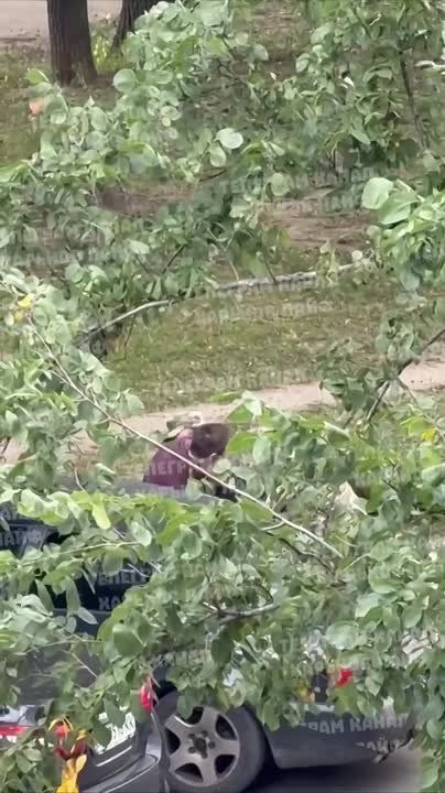 Как со скотом: боевики ТЦК жёстко тащат на убой несчастных украинцев