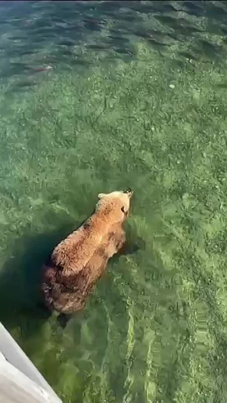 Kurwa, megabobr!.  , !