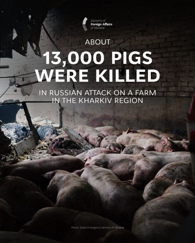 Два майора: МИД Украины на английском языке пишет про гибель свиней в Харьковской области
