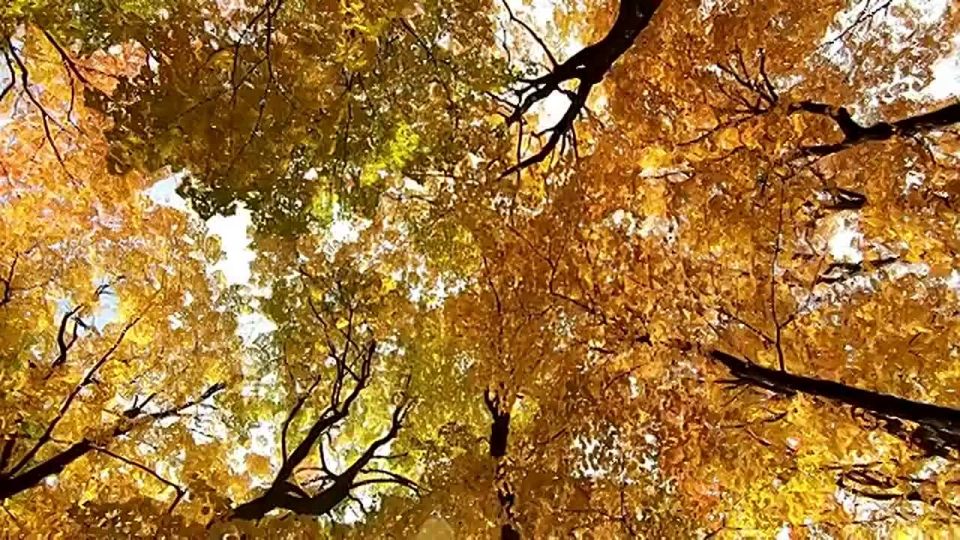 С Днем учителя!. Поздравляем наших дорогих и любимых Учителей!