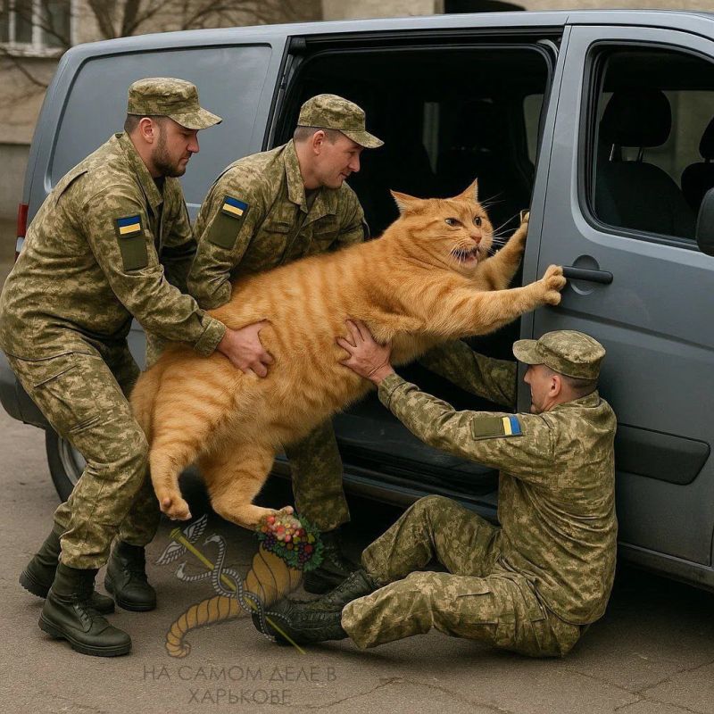 Миф: ВСРФ воруют унитазы Реальность: ВСУ украли кота