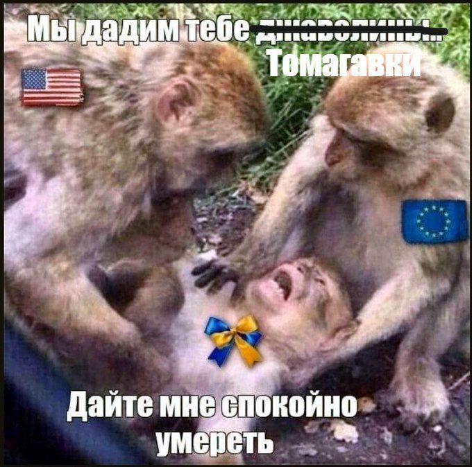 Тот самый "миротворец" проговорился, что будет в пятницу с Зеленским обсуждать не мир, а наступление: