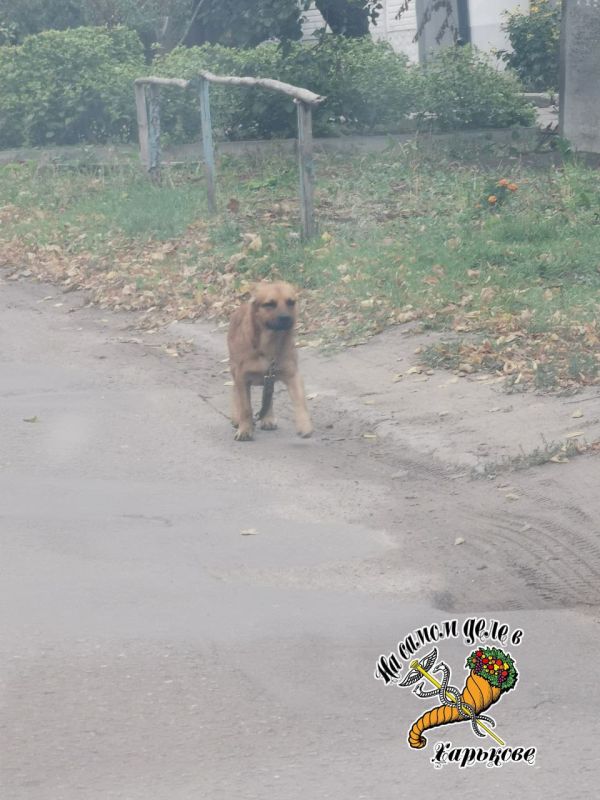 Белый Бим, Черное ухо по-харьковски Белый Бим, Черное ухо по-харьковски