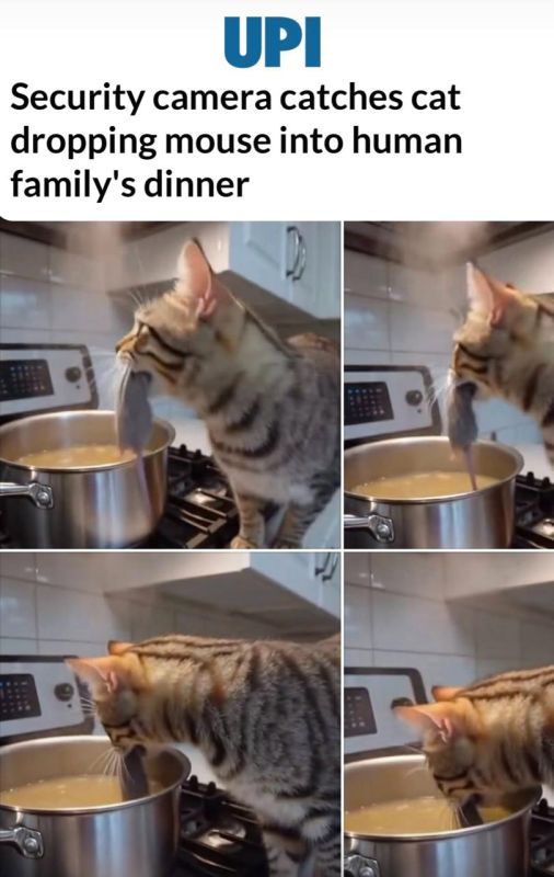 «Камера наблюдения сняла, как кошка «приправила» ужин своей семьи мышью»: «Рататуй» заиграл новыми красками