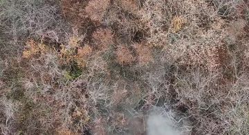 Рамзан Кадыров: Харьковское направление. Группа операторов стрелкового батальона имени Шейха Мансура МО РФ @batalyonshayhmansura успешно противостоит укрофашистам на территории своей ответственности