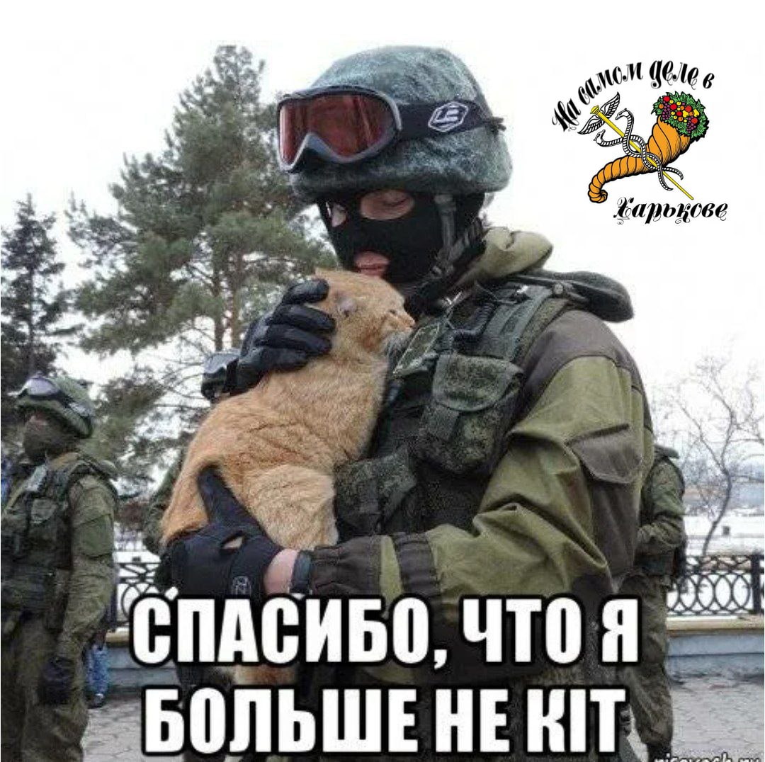 Кітяку на гіляку?.... Кошачье «мяу» объявили очередной угрозой национальной идентичности во Львове! Кітяку на гіляку?.... Кошачье «мяу» объявили очередной угрозой национальной идентичности во Львове!