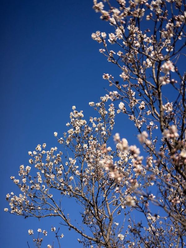 Яркие краски весны в Курортном