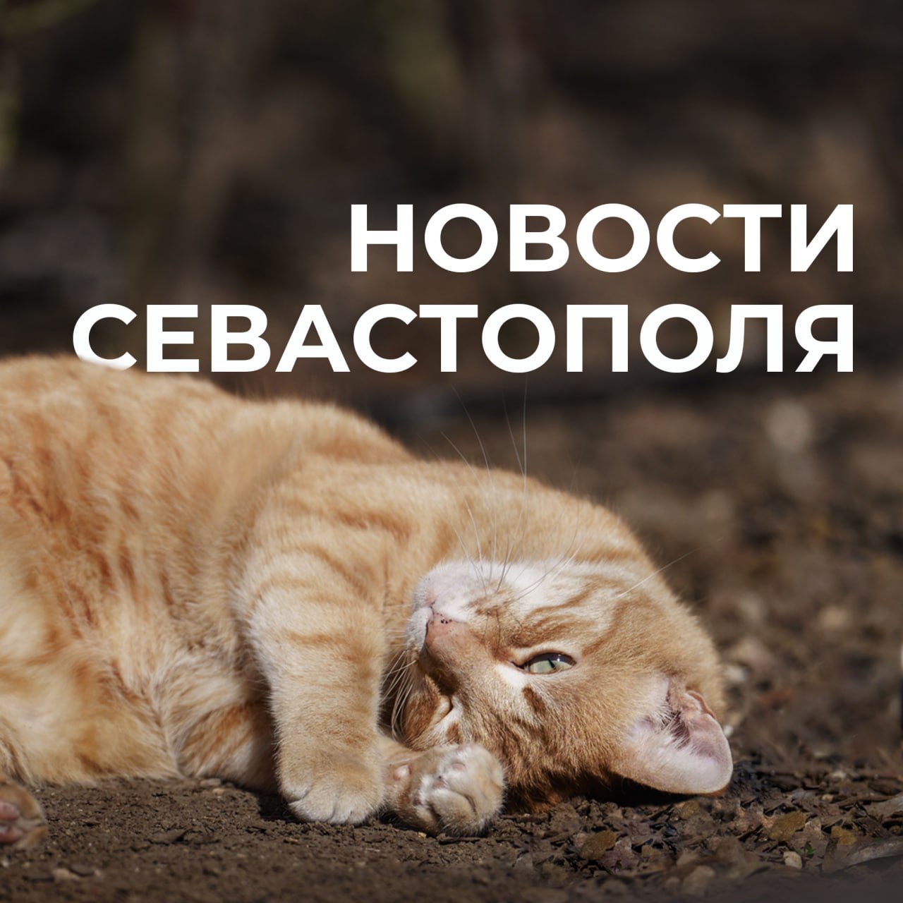 Михаил Развожаев: Коротко о главном:. Выбираем будущее вместе: на партийном форуме в Ростове-на-Дону обсуждали с коллегами предложения в Народную программу, собранные вместе с севастопольцами