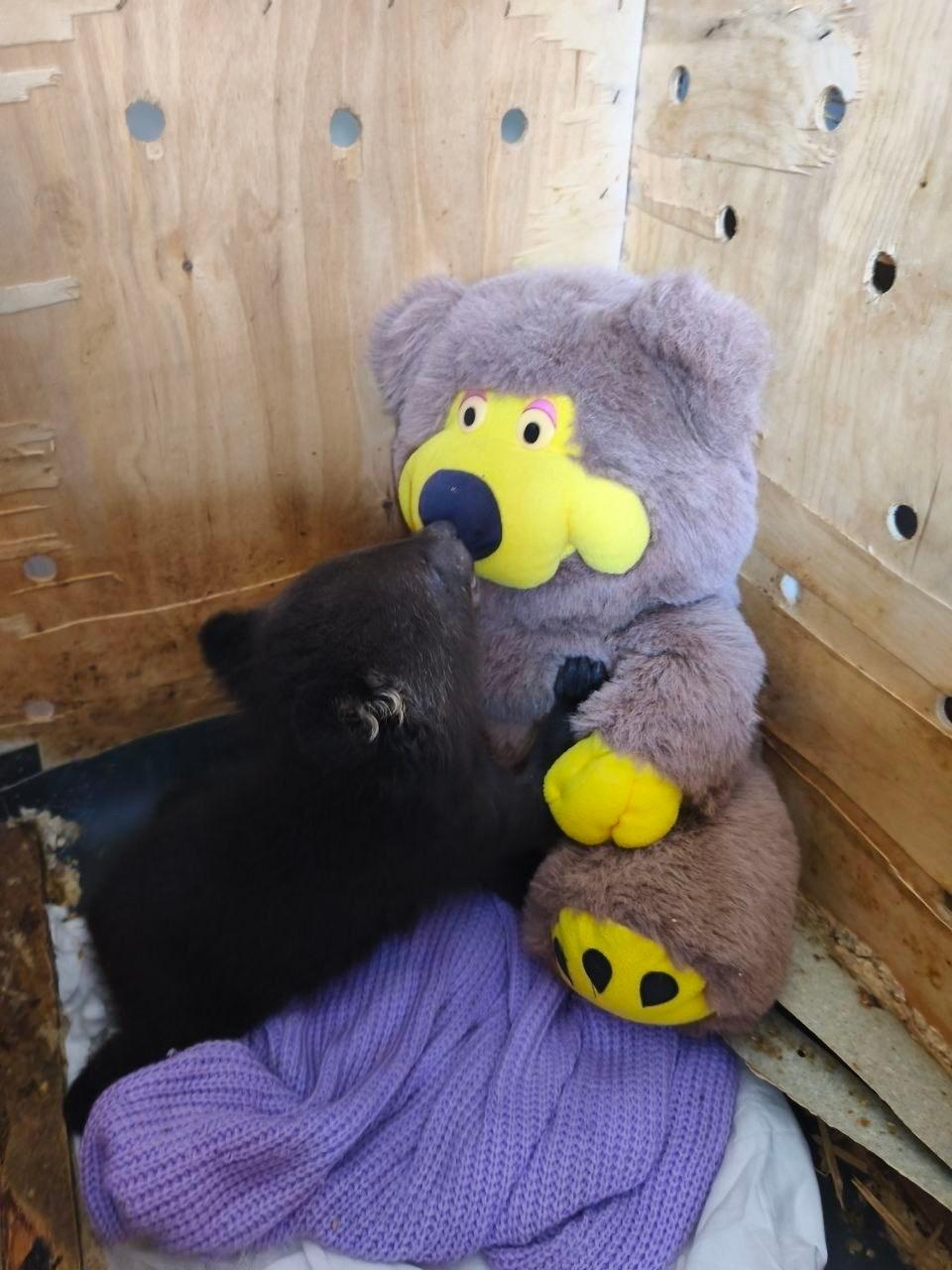 Двоих брошенных гималайских медвежат нашли в коробке в Чугуевском округе Приморья Двоих брошенных гималайских медвежат нашли в коробке в Чугуевском округе Приморья