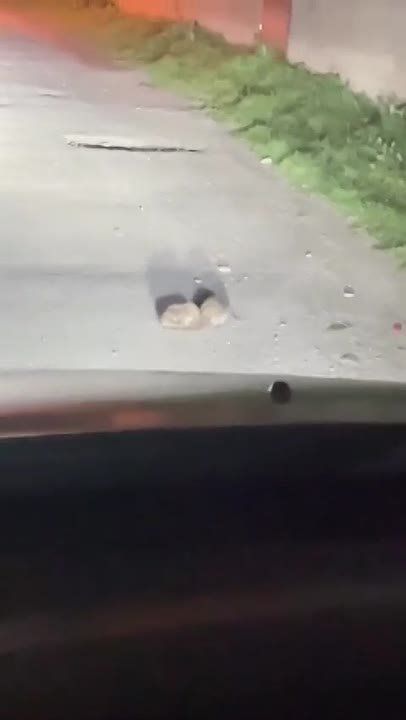 ������������ ���. �����������