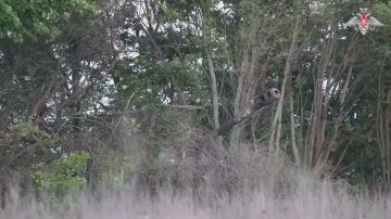 ������� �������: ����� ������ ���������� ������� � ����������� �������