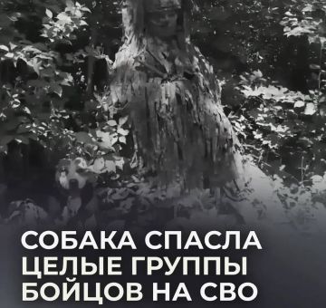 Собака, которая слышит звуки за километр, спасает бойцов СВО