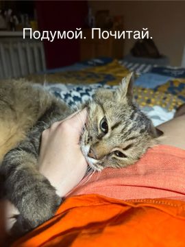 Анна Долгарева: Как же я в своих странствиях скучаю по коту Феликсу Эдмундовичу